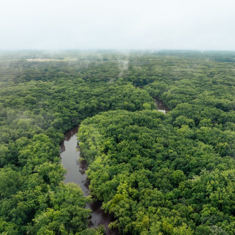 Aerial view: dense green forest, winding river, cloudy sky.